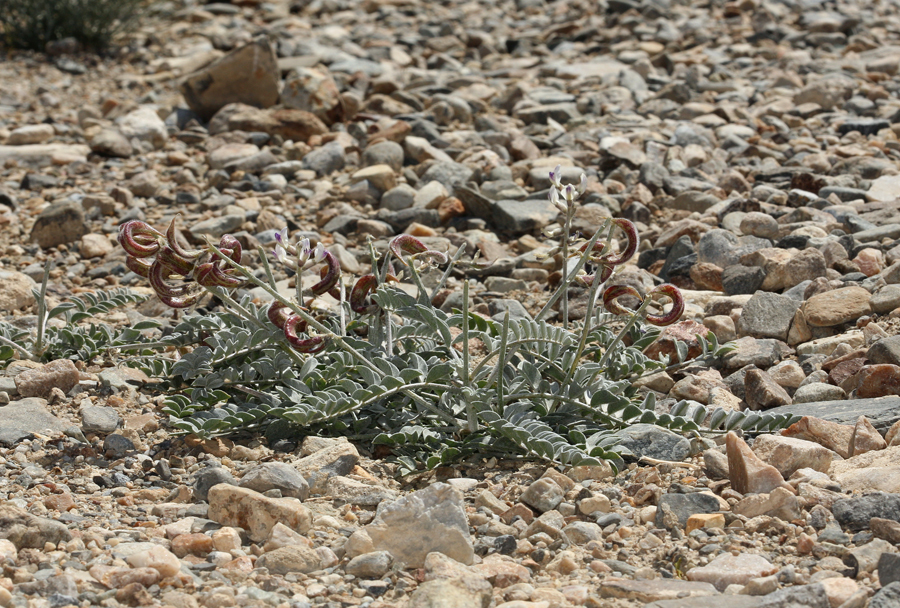 Image of widow's milkvetch