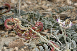 Image of widow's milkvetch