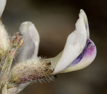 Image of widow's milkvetch