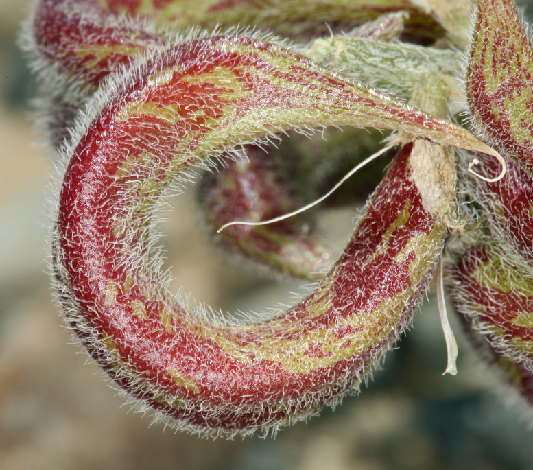 Image of widow's milkvetch