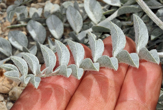 Image of widow's milkvetch