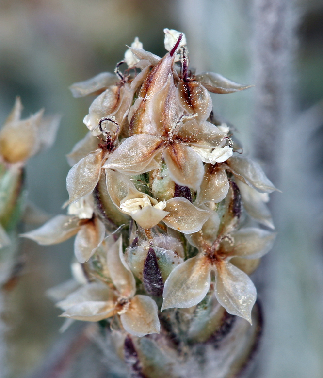 Image of blond plantain