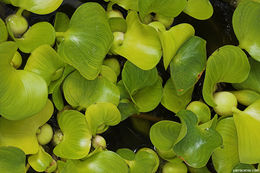 Image of Waterhyacinth