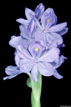 Imagem de Eichhornia crassipes (Mart.) Solms