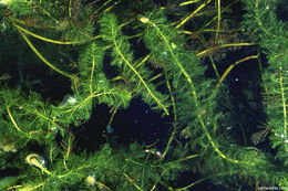 Myriophyllum spicatum L. resmi