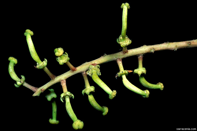 Image of Carob Tree