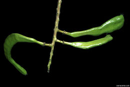 Image of Carob Tree