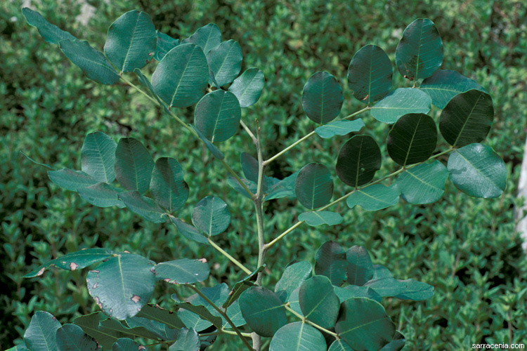Image of Carob Tree