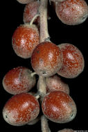 Image of Russian olive