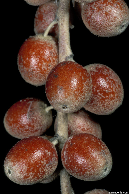 Image of Russian olive