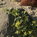 Image of Mojave cleomella