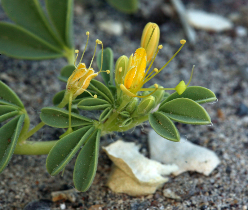 Image of Mojave cleomella