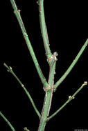 Image de Euonymus alatus (Thunb.) Siebold