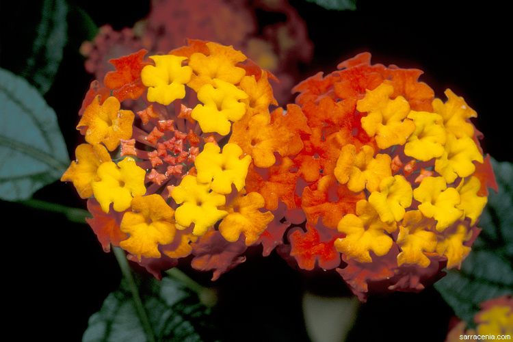 Image of lantana