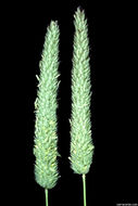 Image of bulbous canarygrass