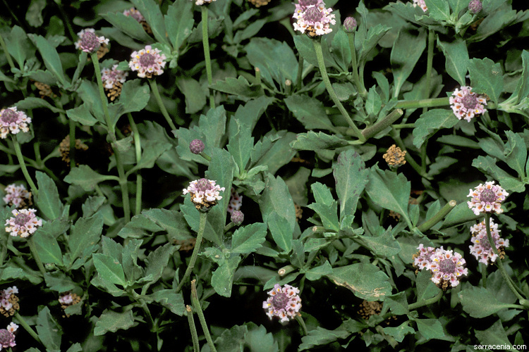 Plancia ëd Phyla nodiflora (L.) Greene