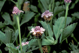 Plancia ëd Phyla nodiflora (L.) Greene