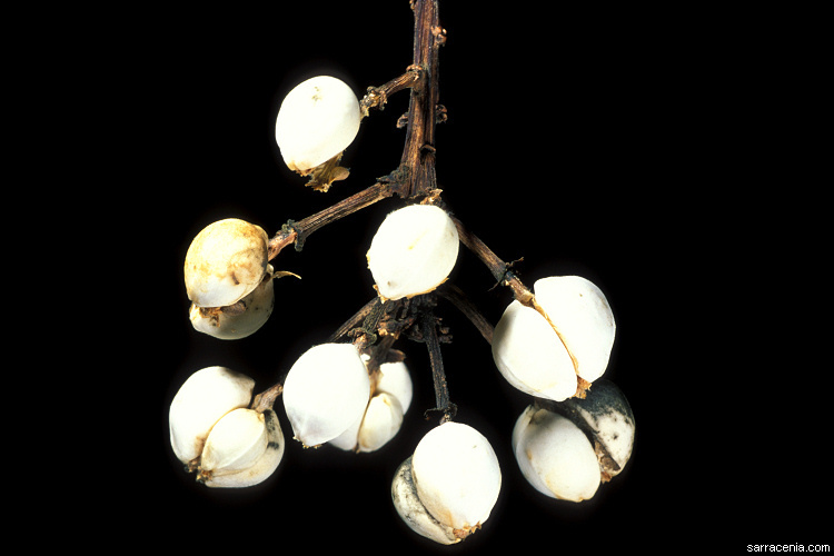 Image of Chinese tallow