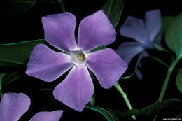 Image of Greater Periwinkle