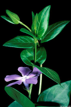 Image of Greater Periwinkle