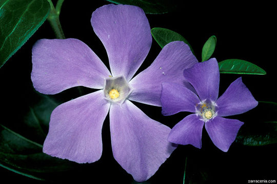 Image of Greater Periwinkle