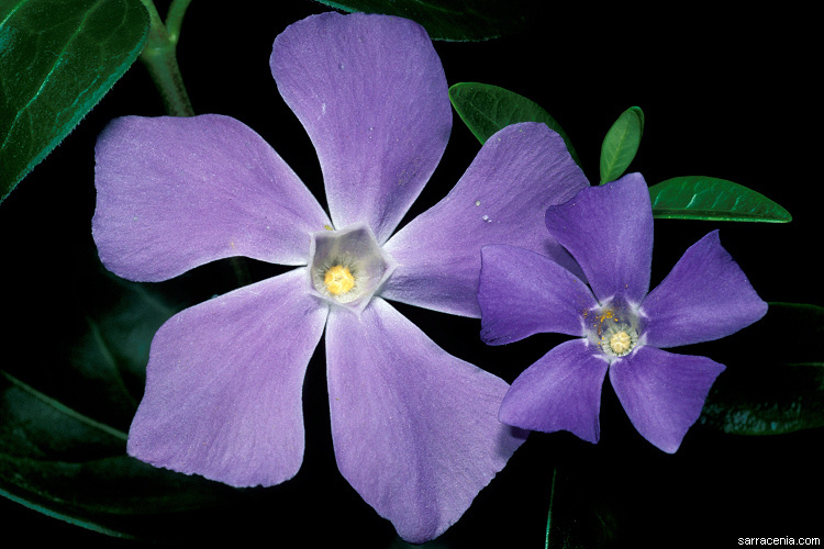 Image of Greater Periwinkle