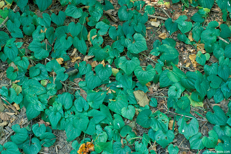 Слика од Dioscorea bulbifera L.