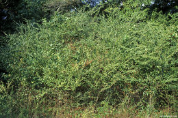 Image of Chinese privet