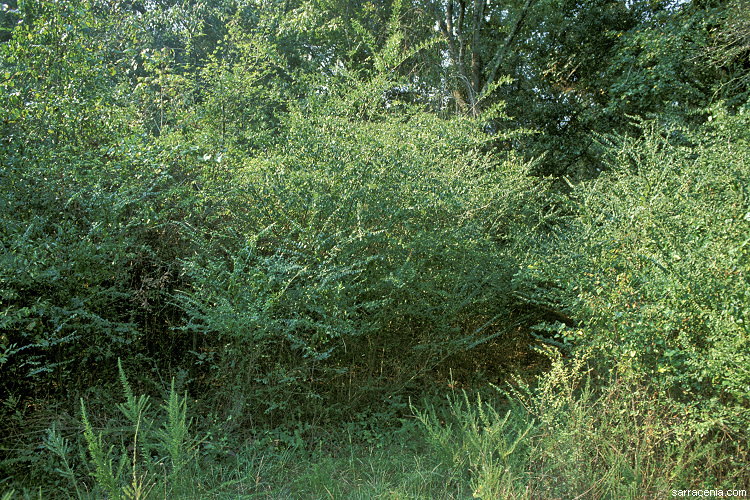 Image of Chinese privet