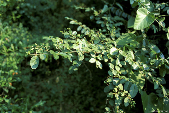 Слика од Ligustrum sinense Lour.