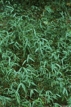 Image of Japanese stiltgrass