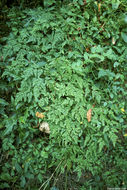 Слика од Lygodium japonicum (Thunb.) Sw.