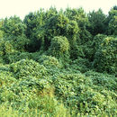Sivun Pueraria montana (Lour.) Merr. kuva