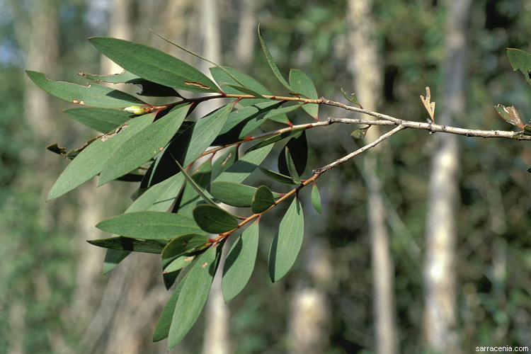 Image of punktree