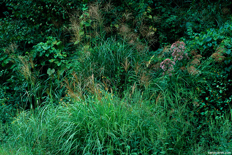 Image of Chinese silvergrass