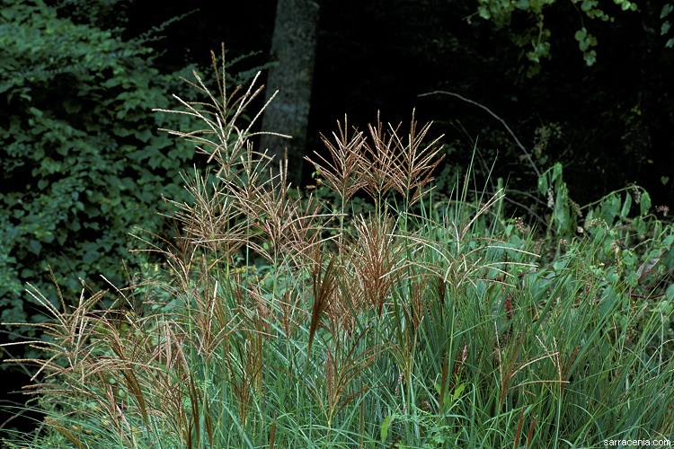 Image of Chinese silvergrass