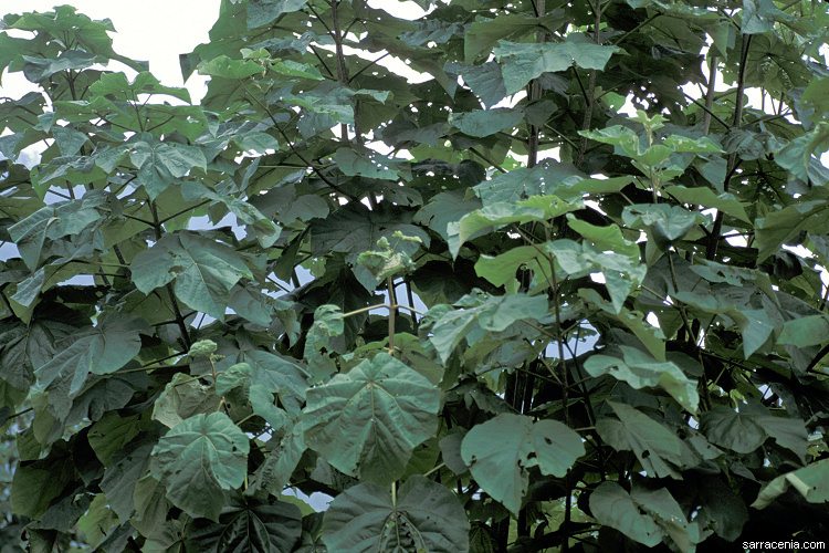 Слика од Paulownia tomentosa (Thunb.) Steud.