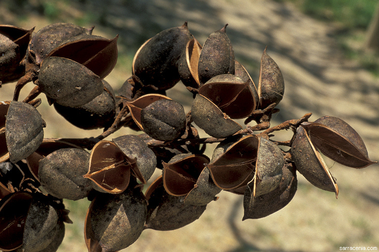 Слика од Paulownia tomentosa (Thunb.) Steud.