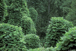 Image of kudzu