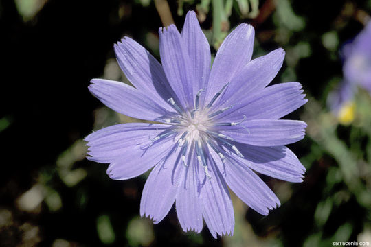 Image of chicory