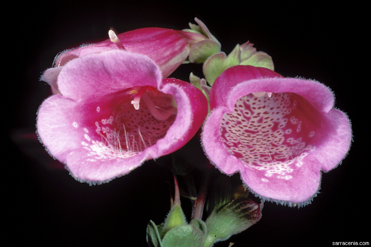 Image of Foxglove