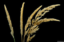 Image of reed canarygrass