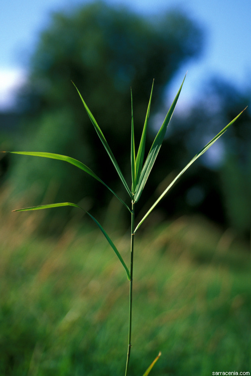 Слика од Phalaris arundinacea L.