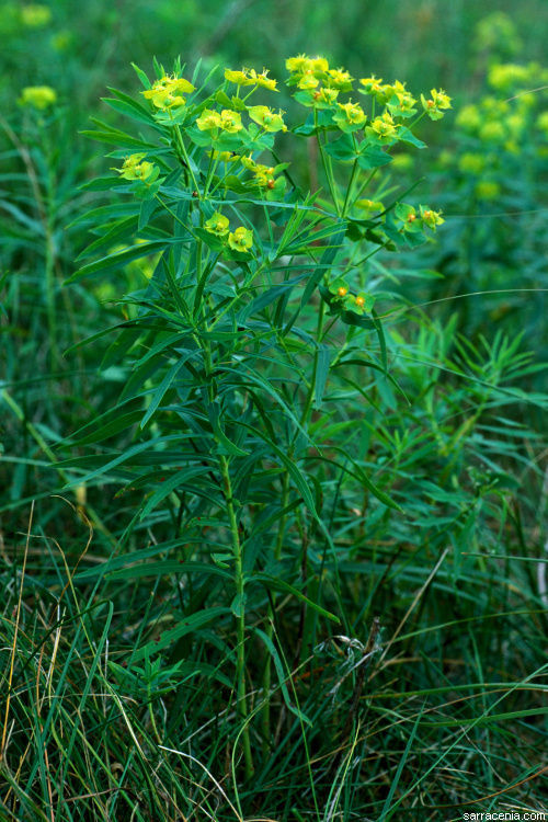 Image of leafy spurge