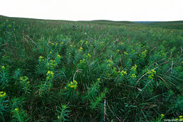 Image of leafy spurge