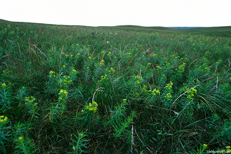 Euphorbia esula L. resmi