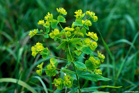 Euphorbia esula L. resmi