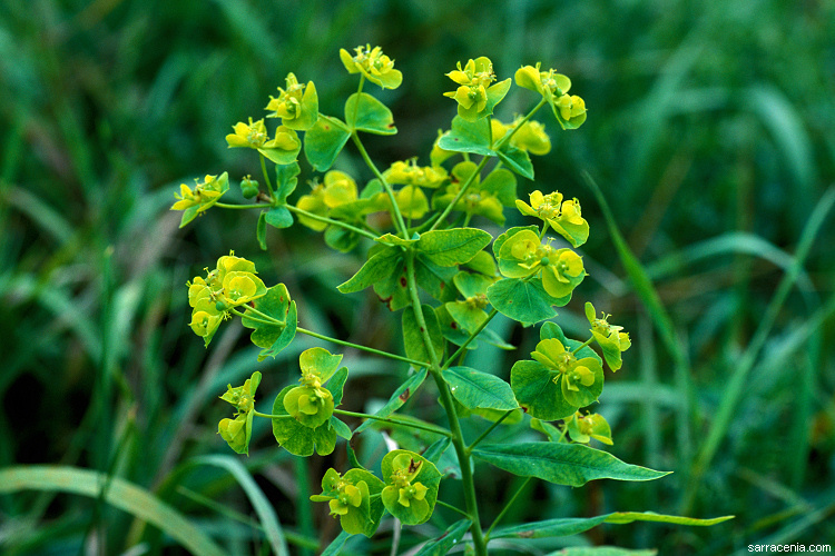 Image of leafy spurge