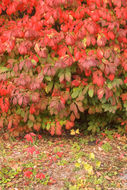 Image de Euonymus alatus (Thunb.) Siebold