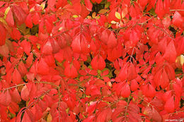 Image de Euonymus alatus (Thunb.) Siebold